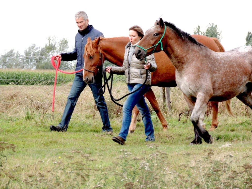 MyTeamBuilding_Horse Group Therapy 185